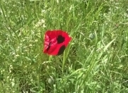 Satılır 1.7 sot torpaq Xırdalan