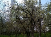 Satılır 23 sot torpaq Göyçay