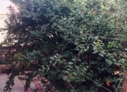 Satılır 5 otaqlı 200 m2 həyət evi Quba