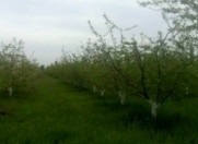 Satılır 125 sot torpaq Quba