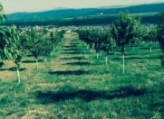 Satılır 5 sot torpaq Sulutəpə