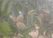 Satılır 8 sot torpaq Bilgəh
