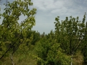 Satılır 5 sot torpaq Binə