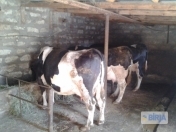 Satılır 20 otaqlı 2000 m2 obyekt Şamaxı