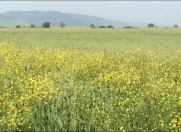 Satılır 2000 sot torpaq Oğuz