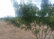 Satılır 400 sot torpaq Xaçmaz