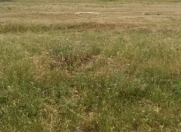 Satılır 2 sot torpaq Saray