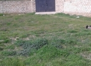 Satılır 10 sot torpaq Görədil