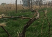 Satılır 180 sot torpaq Məhəmmədli