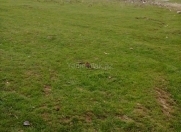 Satılır 10 sot torpaq Quba