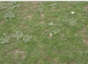 Satılır 3 sot torpaq Hövsan