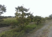 Satılır 1.11 sot torpaq Xaçmaz