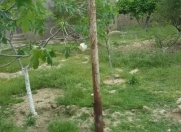 Satılır 1.5 sot torpaq Biləcəri