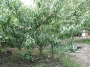 Satılır 10 sot torpaq Xaçmaz