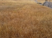 Satılır 26 sot torpaq Şüvəlan