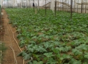 Satılır 30 sot torpaq Ramana