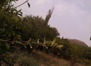 Satılır 42 sot torpaq Şabran