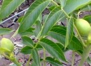 Satılır 105 sot torpaq Quba