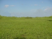 Satılır 23 sot torpaq Botanika bağı