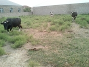 Satılır 11 sot torpaq Ramana