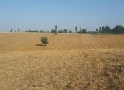 Satılır 120 sot torpaq Qusar