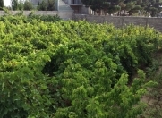 Satılır 12 sot torpaq Albalı
