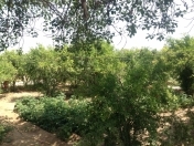 Satılır 3 otaqlı 1000 m2 bağ evi Şağan