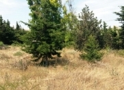 Satılır 31 sot torpaq Şüvəlan