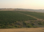 Satılır 10 sot torpaq Şamaxı