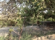 Satılır 6 sot torpaq Binə