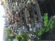 İcarəyə verilir 2 otaqlı 50 m2 həyət evi Xudat