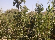 Satılır 3 otaqlı 110 m2 bağ evi Nardaran