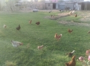 Satılır 3 sot torpaq Sulutəpə