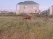 Satılır 4 sot torpaq Y.Suraxanı