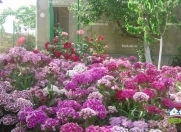 Satılır 4 otaqlı 100 m2 həyət evi Saray