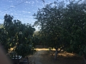 Satılır 3.5 sot torpaq Biləcəri