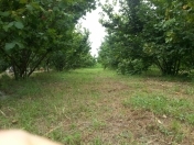 Satılır 60 sot torpaq Xaçmaz