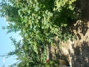 Satılır 3 otaqlı 126 m2 bağ evi Ramana