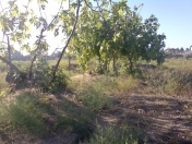 Satılır 2 sot torpaq Pirşağı