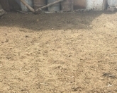 Satılır 4 sot torpaq Yevlax