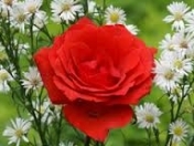 İcarəyə verilir 1 otaqlı 10 m2 yeni tikili Əmircan