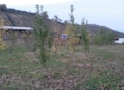 Satılır 1000 sot torpaq Şabran