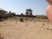 Satılır 17.25 sot torpaq Qala