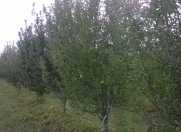 Satılır 100 sot torpaq Xaçmaz