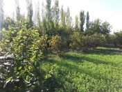 Satılır 30 sot torpaq Sabirabad