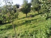 Satılır 12 sot torpaq İsmayıllı