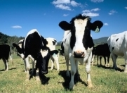 İcarəyə verilir 3 otaqlı 385 m2 obyekt Quba