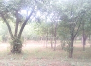 Satılır 10 sot torpaq Quba