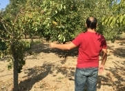 Satılır 100 sot torpaq Quba