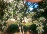 Satılır 5 sot torpaq Saray